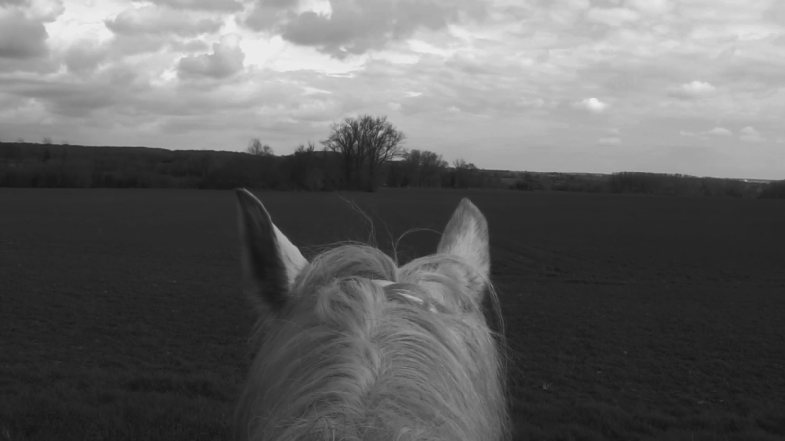 How to break a horse screenshot (2)