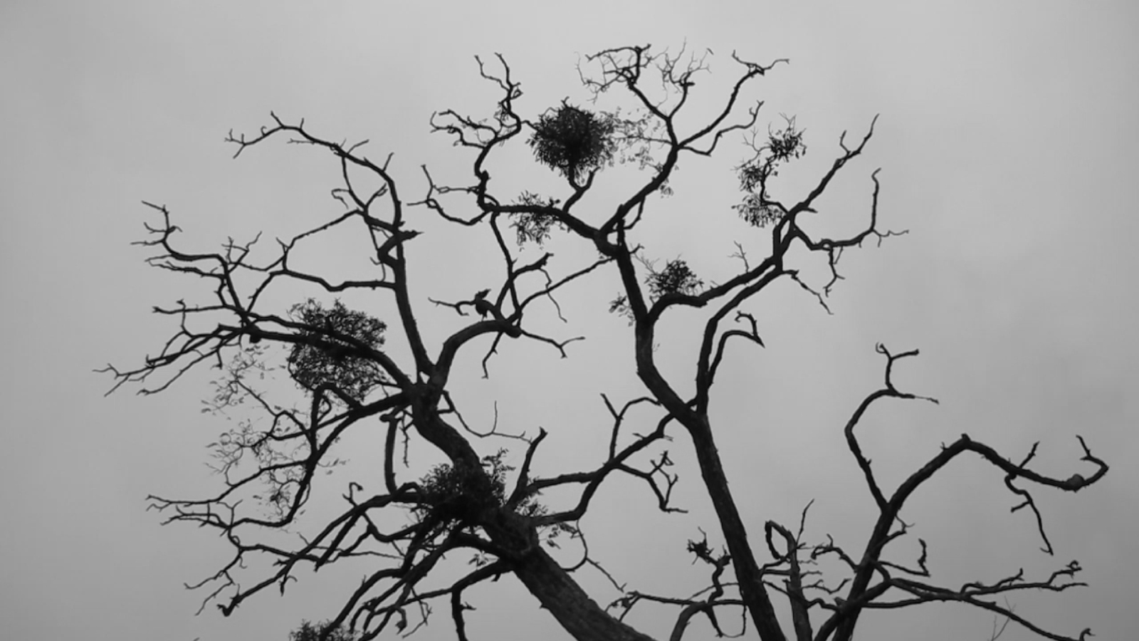 Living dead screenshot (8)
