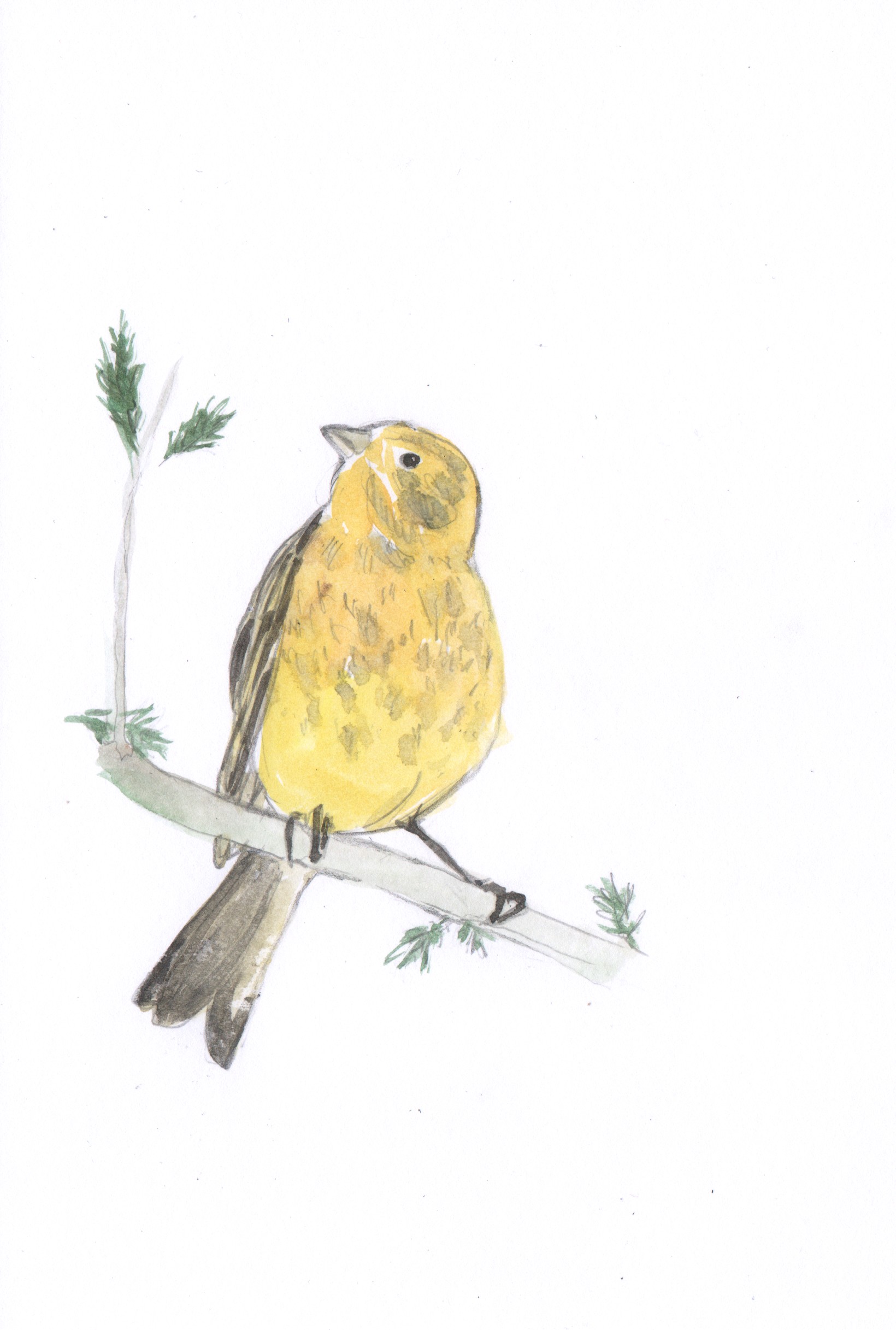 Oiseaux bruan jaune (3)