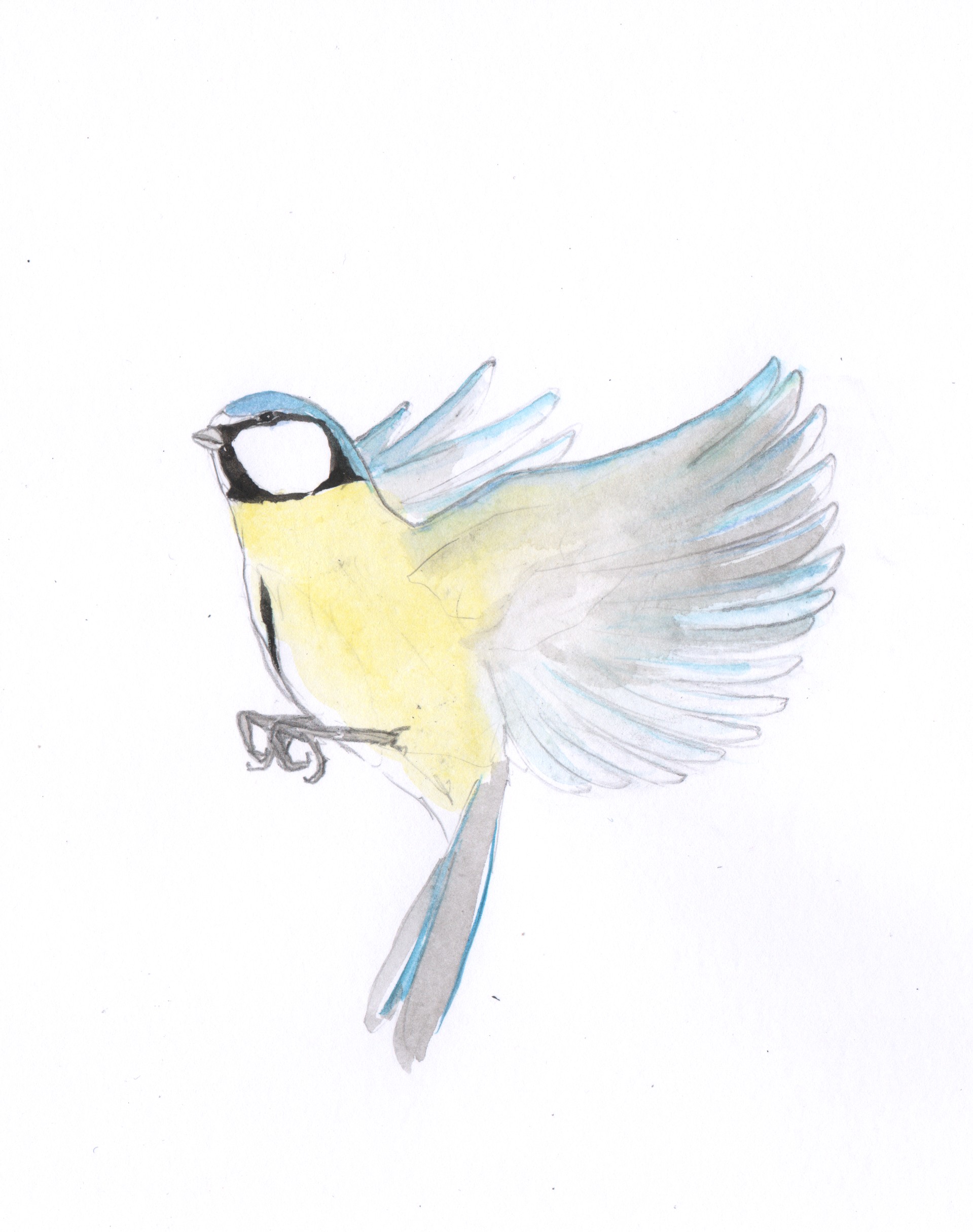 Oiseaux mésange (4)