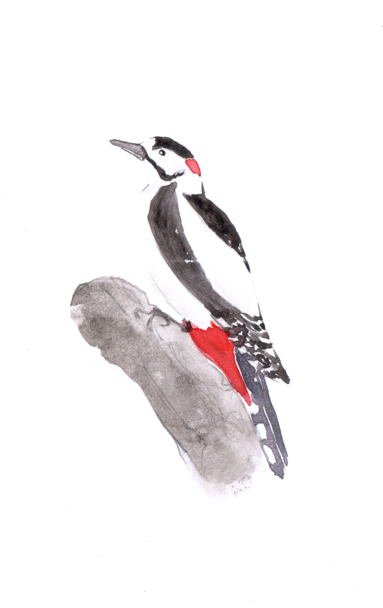 Oiseaux pic epeiche (1)