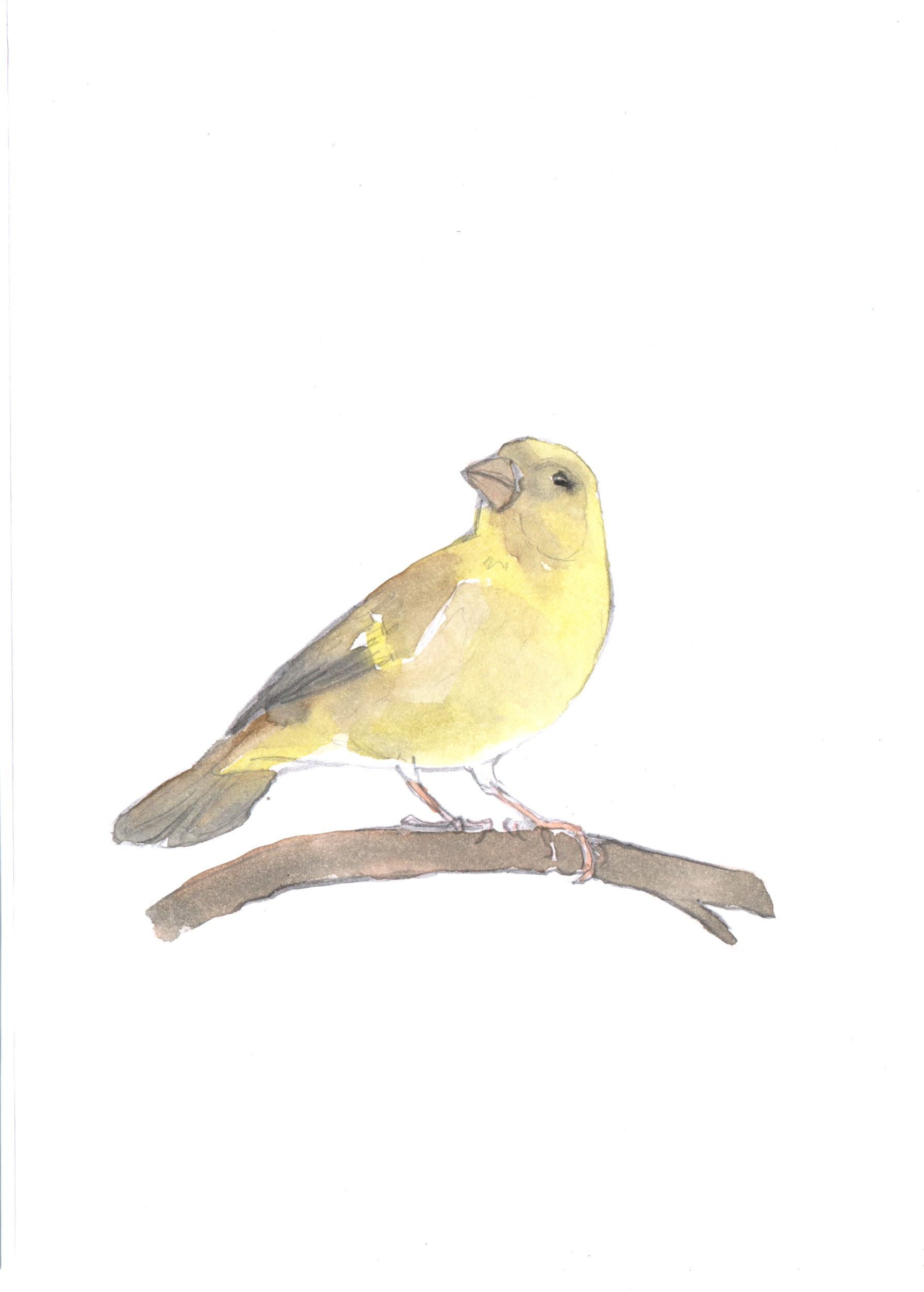 Oiseaux verdier (2)